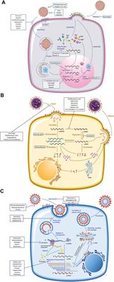 Overview of Viral Pneumonia Associated With Influenza Virus, Respiratory Syncytial Virus, and Coronavirus, and Therapeutics Based on Natural Products of Medicinal Plants